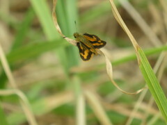 Ocybadistes walkeri sothis