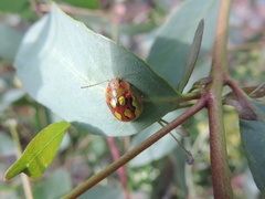 Paropsisterna nobilitata