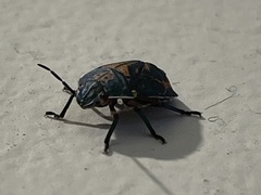 Coleotichus costatus