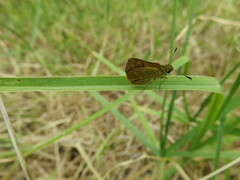 Ocybadistes walkeri sothis