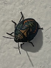 Coleotichus costatus