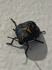 Coleotichus costatus