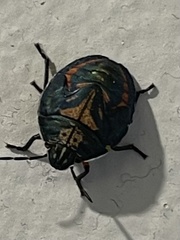 Coleotichus costatus