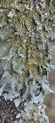 Punctelia subrudecta