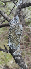Punctelia subrudecta
