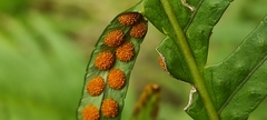 Polypodium cambricum
