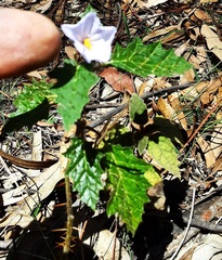 Solanum pungetium