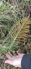 Polypodium cambricum