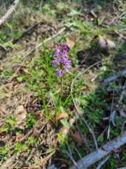 Dactylorhiza fuchsii