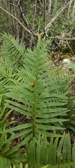 Polypodium cambricum
