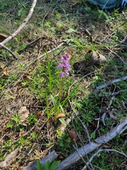 Dactylorhiza fuchsii