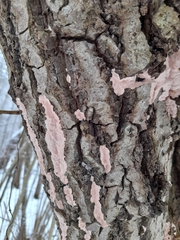Corticium roseum