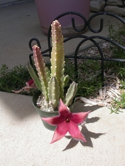 Stapelia grandiflora