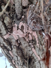 Corticium roseum