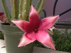 Stapelia grandiflora