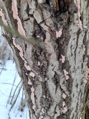Corticium roseum