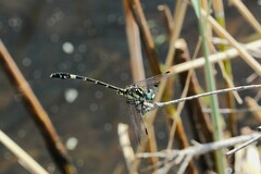 Austroepigomphus praeruptus