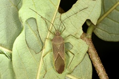 Paradasynus spinosus