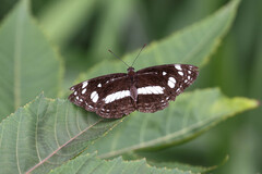 Phaedyma shepherdi
