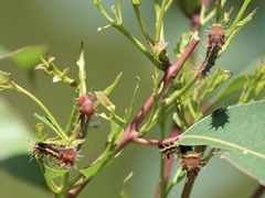 Opodiphthera eucalypti