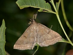 Pechipogo plumigeralis
