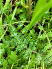 Phacelia