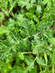 Phacelia