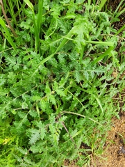 Phacelia