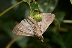 Pechipogo plumigeralis