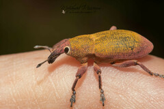 Lixomorphus algirus