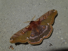 Saturnia jonasii jonasii