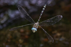 Austroaeschna pinheyi