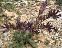 Anchusa undulata