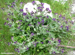 Anchusa undulata
