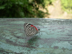 Diaethria clymena