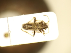 Ortholomus punctipennis