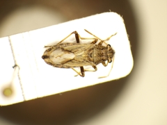 Ortholomus punctipennis