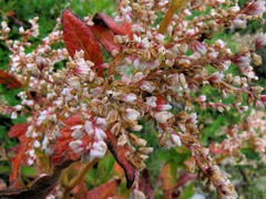 Koenigia alpina