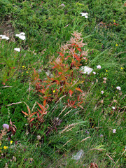 Koenigia alpina