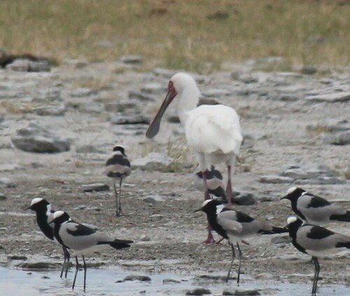 African Spoonbill