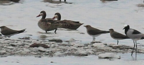 Collared Pratincole