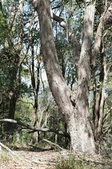 Eucalyptus carnea