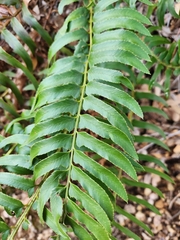 Polystichum
