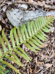 Polystichum