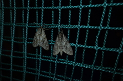 Kentrochrysalis consimilis