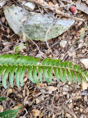 Polystichum