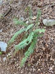 Polystichum