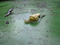 Drymaeus interpunctus