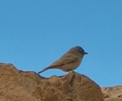 Ammomanes deserti