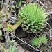 Haworthia decipiens xiphiophylla - Photo (c) Jean Audissou, some rights reserved (CC BY-NC), uploaded by Jean Audissou